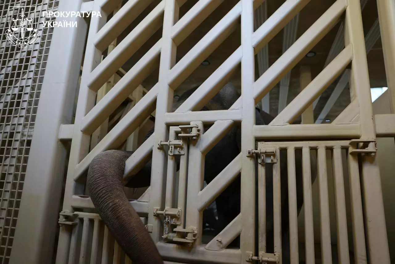 The elephant in the cage after the Russian attack on Jun. 14